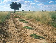 Botanische Merkmale Harpagophytum procumbens - Afrikanische Teufelskralle