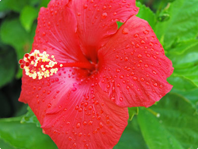 Hibiskusblüten