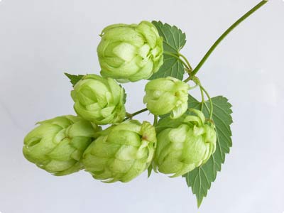 Hopfen Gesundheit