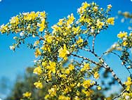 Larrea mexicana MORIC. - Kreosotbusch