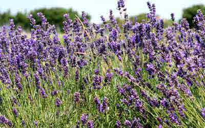 Lavendel Feld