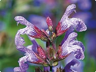 Salvia officinalis