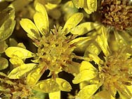 Solidago virgaurea L. - Echte Goldrute