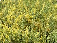 Solidago virgaurea L. - Verarbeitung