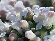 Valeriana officinalis L. - Verarbeitung