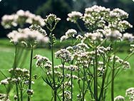 Valeriana officinalis L. - Vorkommen